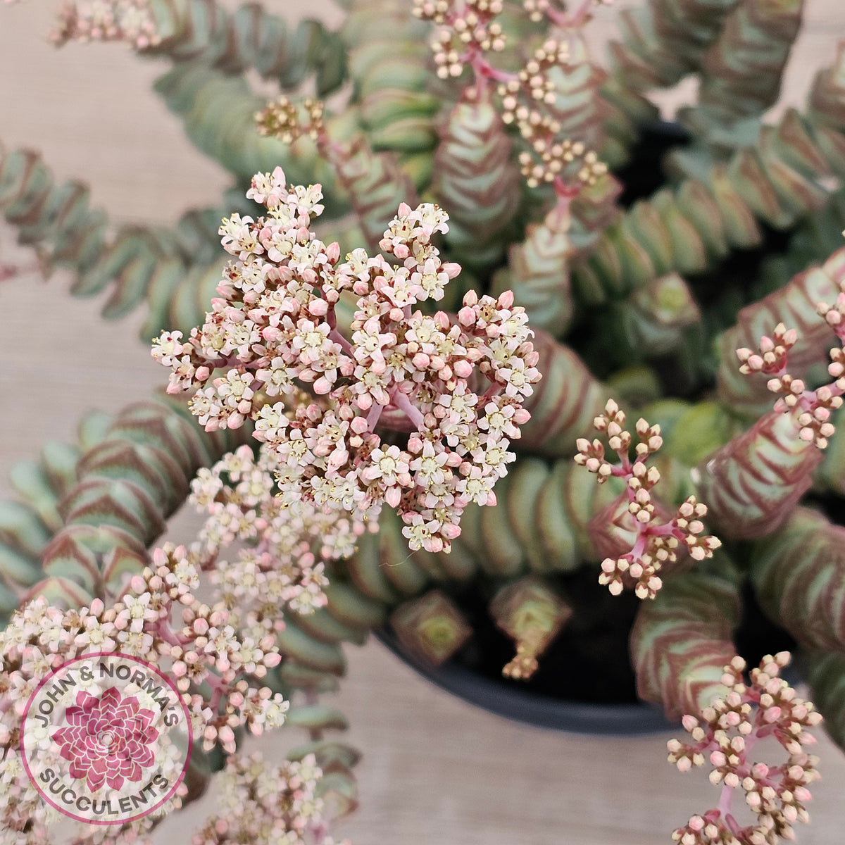 Crassula Baby's Necklace