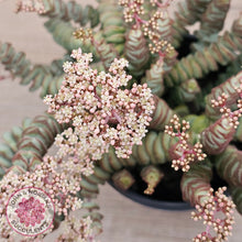 Load image into Gallery viewer, Crassula Baby&#39;s Necklace
