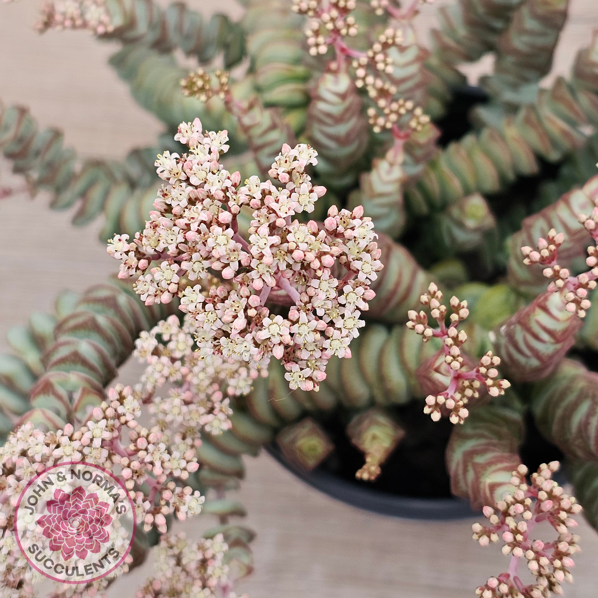 necklace vine succulent Buy Crassula Baby's Necklace Australia