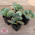 Crassula aborescens 'Giant Silver Dollar'