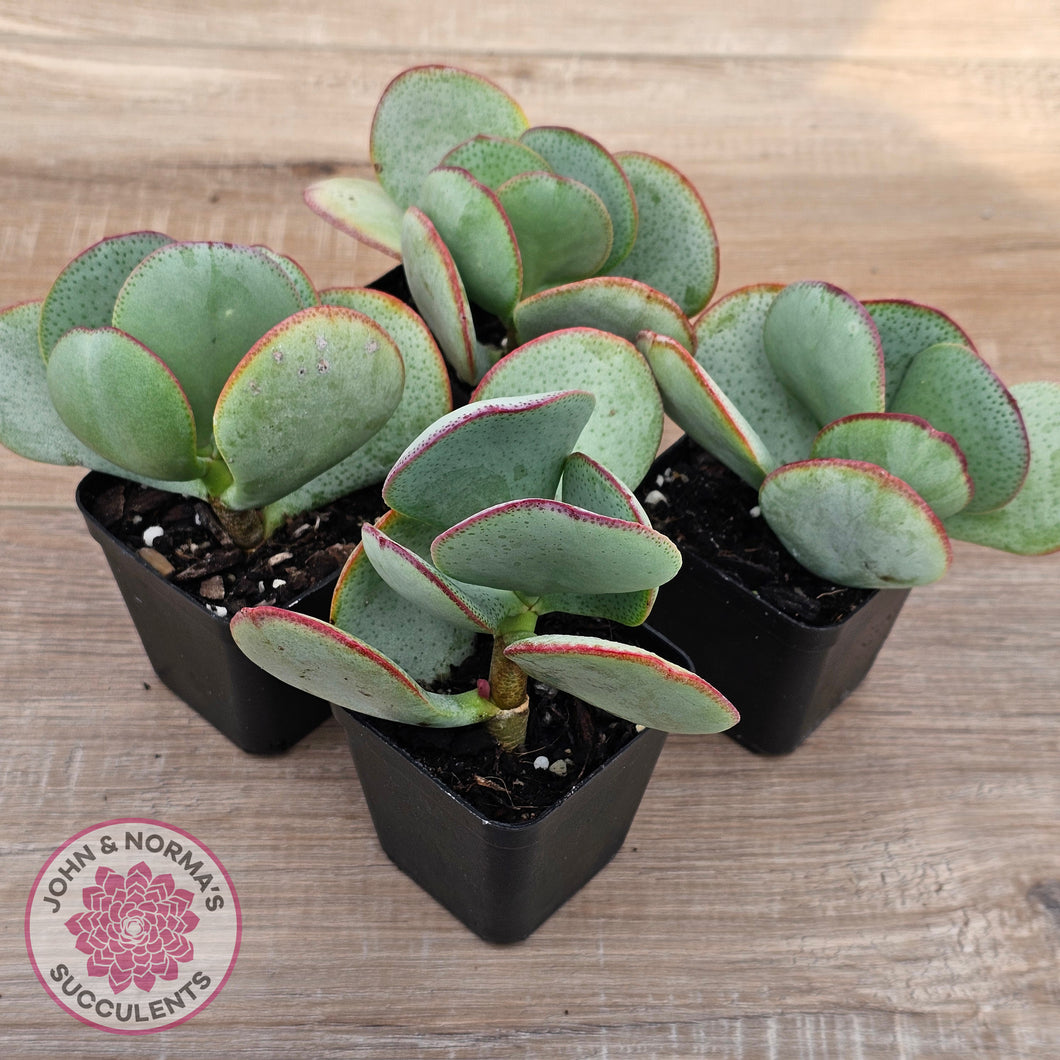 Crassula aborescens 'Giant Silver Dollar'