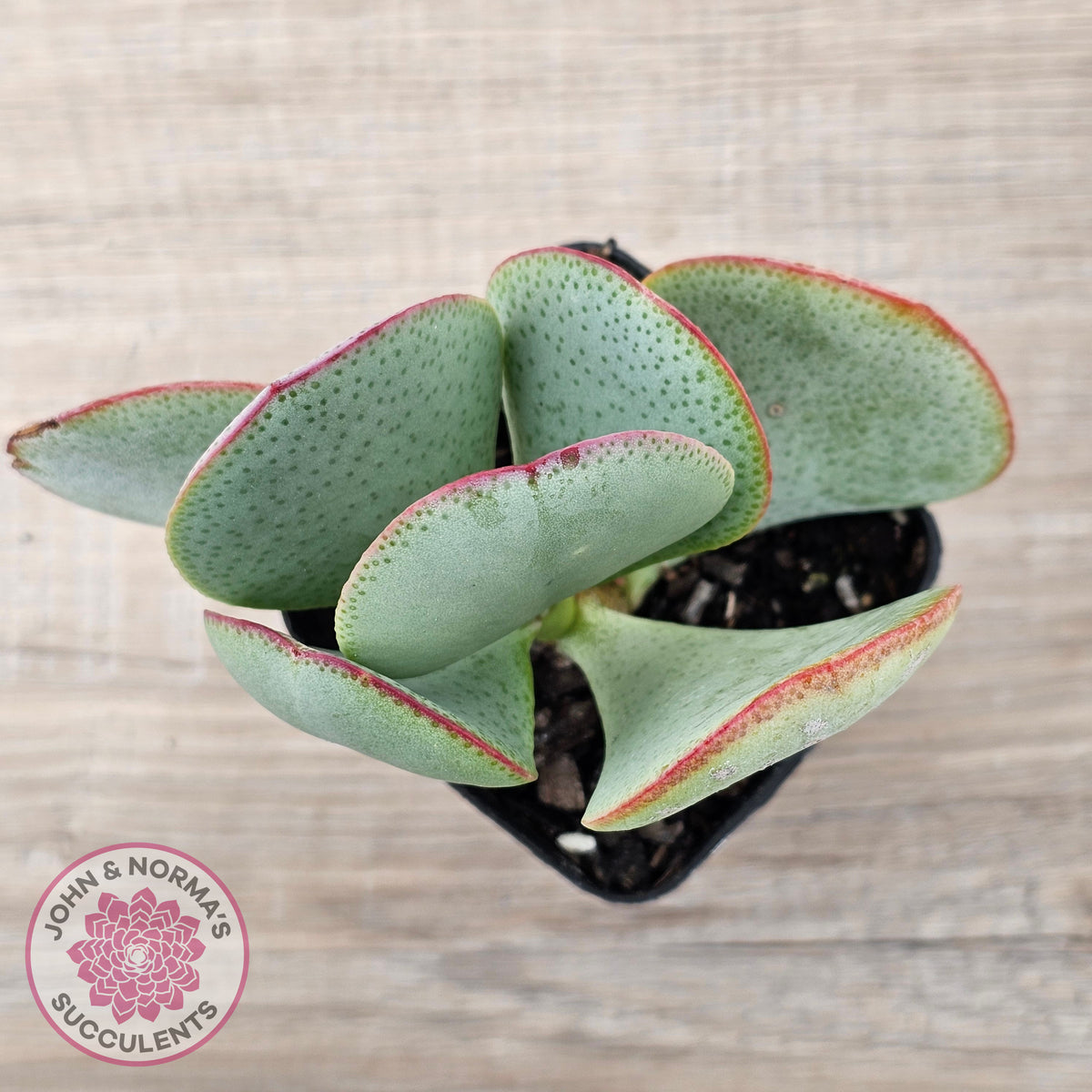 Crassula aborescens 'Giant Silver Dollar'