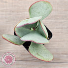 Crassula aborescens 'Giant Silver Dollar'
