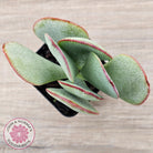 Crassula aborescens 'Giant Silver Dollar'