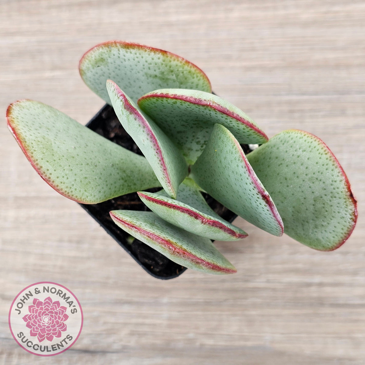 Crassula aborescens 'Giant Silver Dollar'