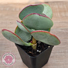 Crassula aborescens 'Giant Silver Dollar'