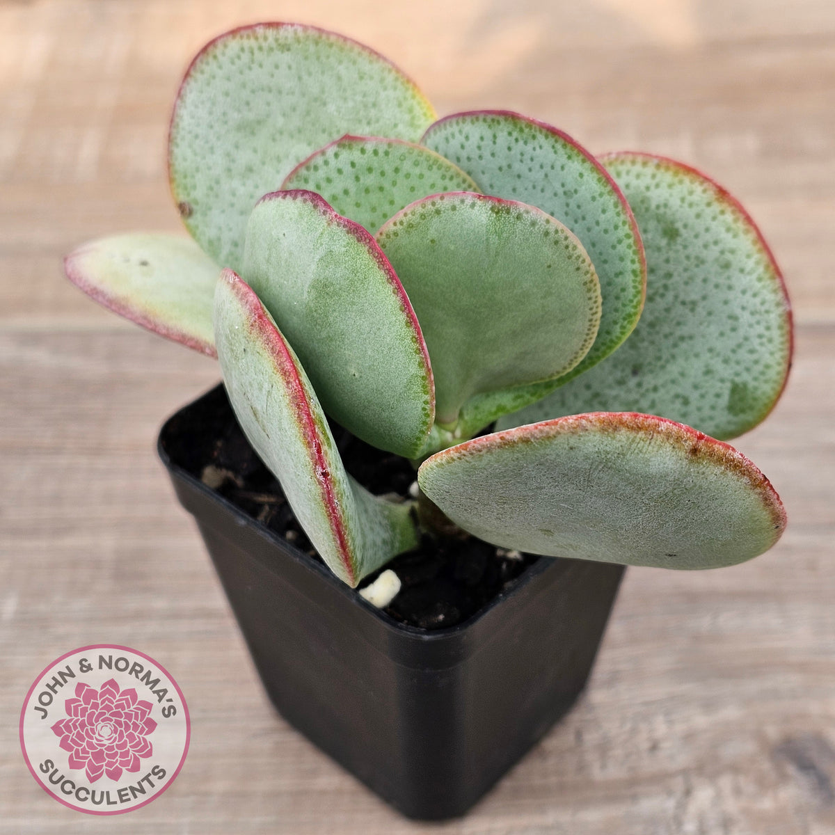 Crassula aborescens 'Giant Silver Dollar'