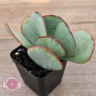 Crassula aborescens 'Giant Silver Dollar'