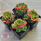 Echeveria 'Yin Lisa'
