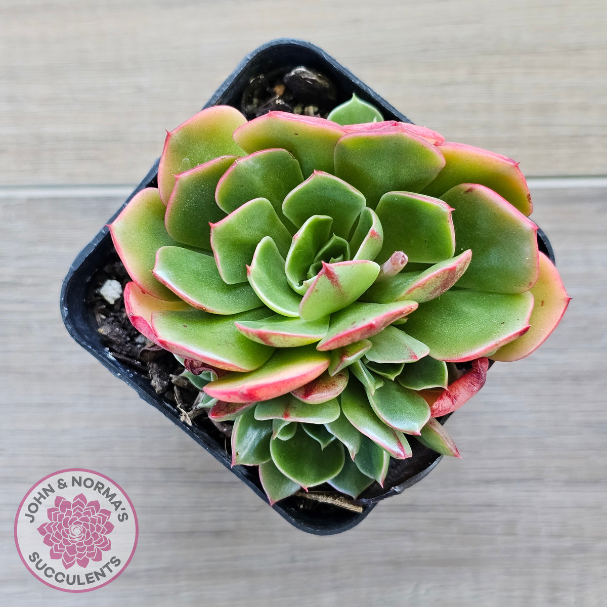 Echeveria 'Yin Lisa'