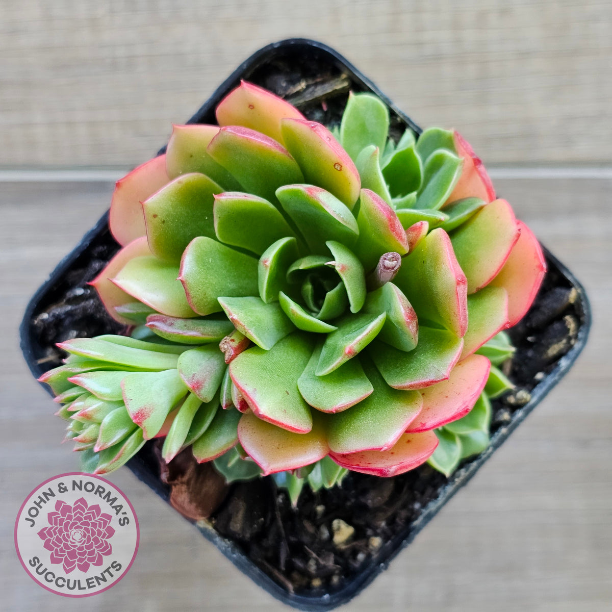 Echeveria 'Yin Lisa'