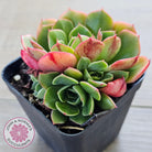 Echeveria 'Yin Lisa'
