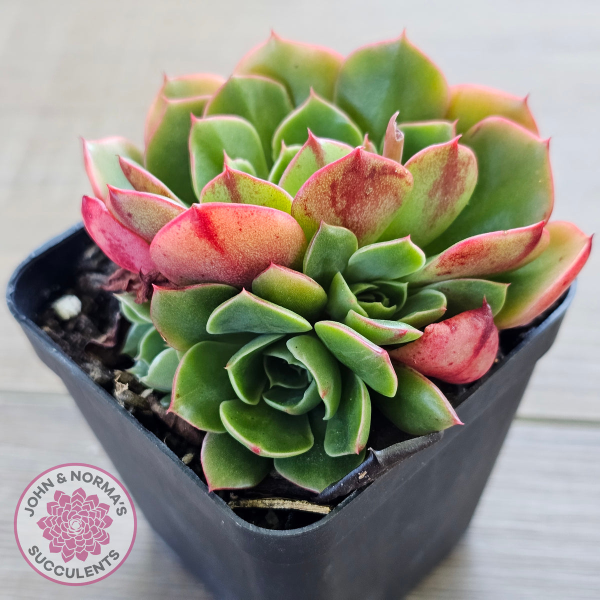 Echeveria 'Yin Lisa'