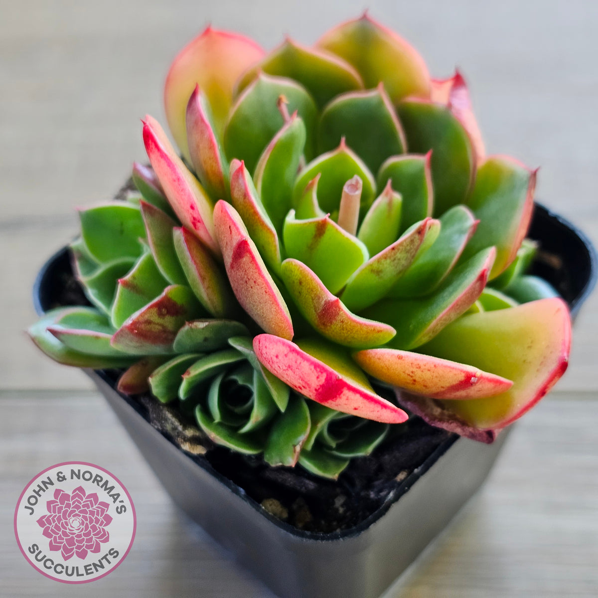 Echeveria 'Yin Lisa'