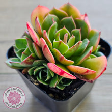 Load image into Gallery viewer, Echeveria &#39;Yin Lisa&#39; (multi)
