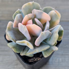 Echeveria 'Cubic Frost' Variegated