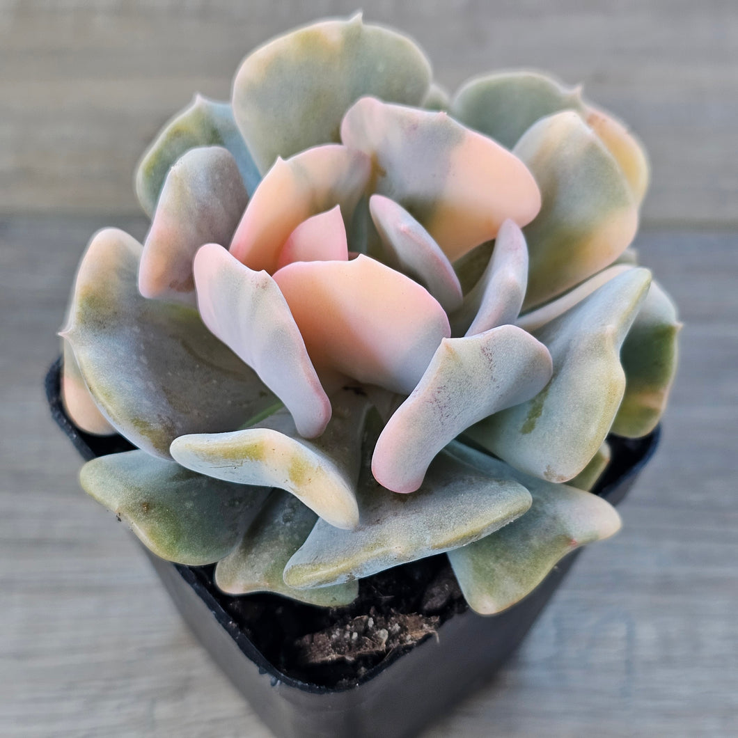 Echeveria 'Cubic Frost' Variegated