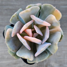 Load image into Gallery viewer, Echeveria &#39;Cubic Frost&#39; Variegated
