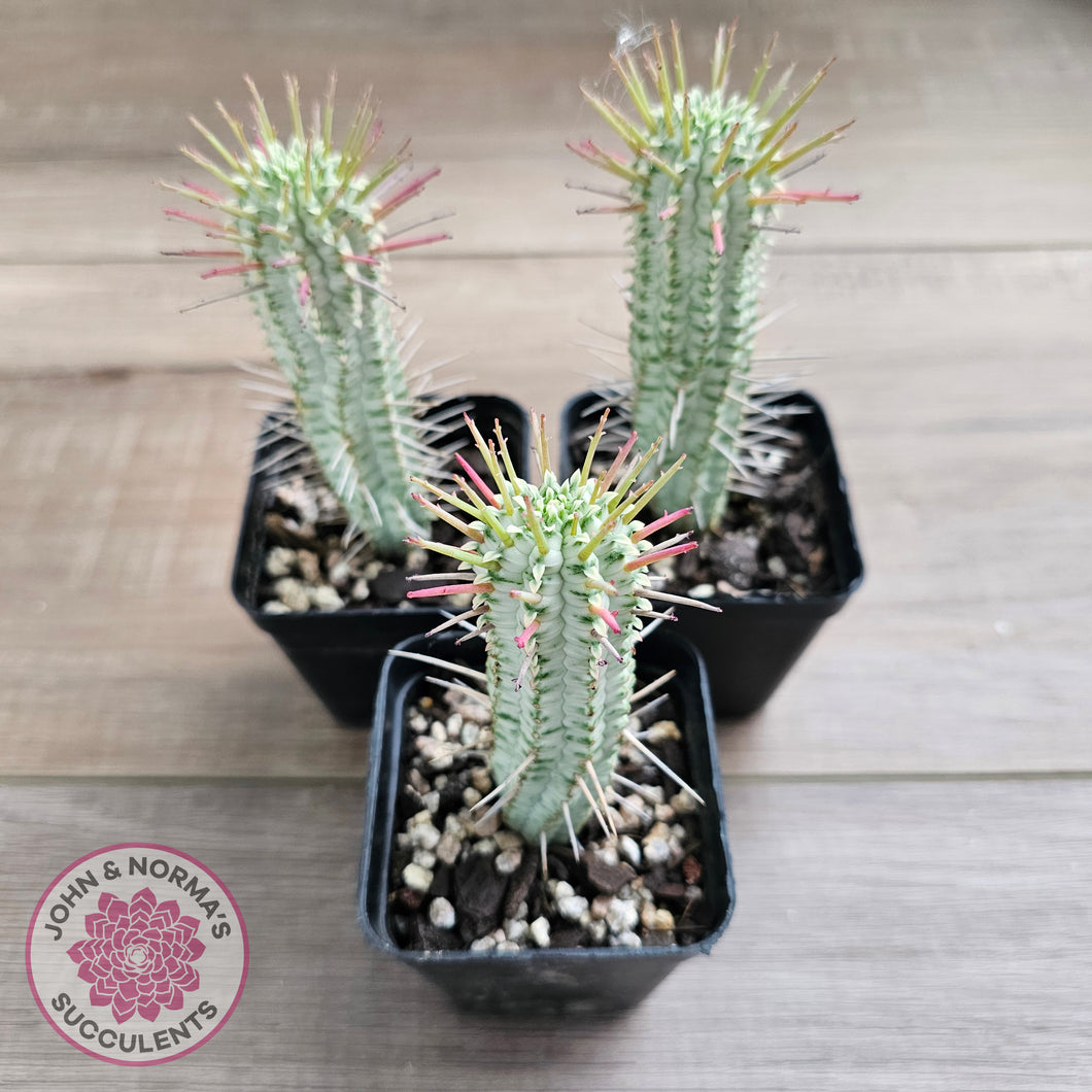 Variegated Corn Cob Cactus