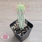 Variegated Corn Cob Cactus