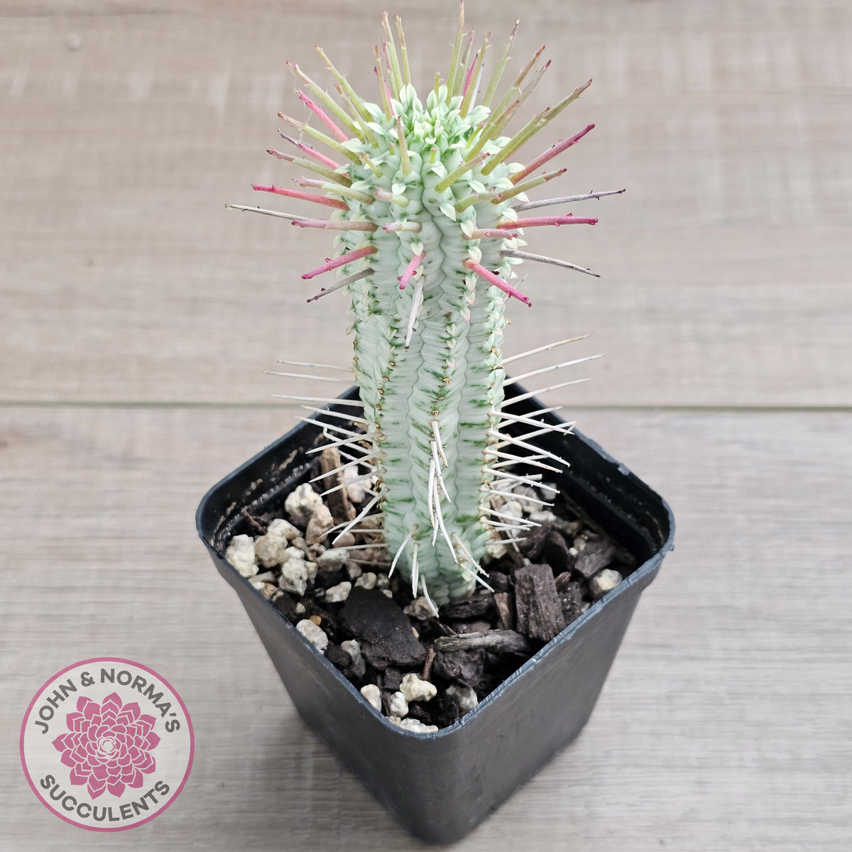 Variegated Corn Cob Cactus