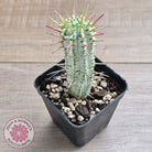 Variegated Corn Cob Cactus
