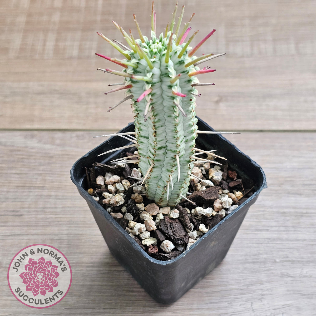 Variegated Corn Cob Cactus
