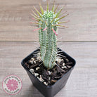 Variegated Corn Cob Cactus