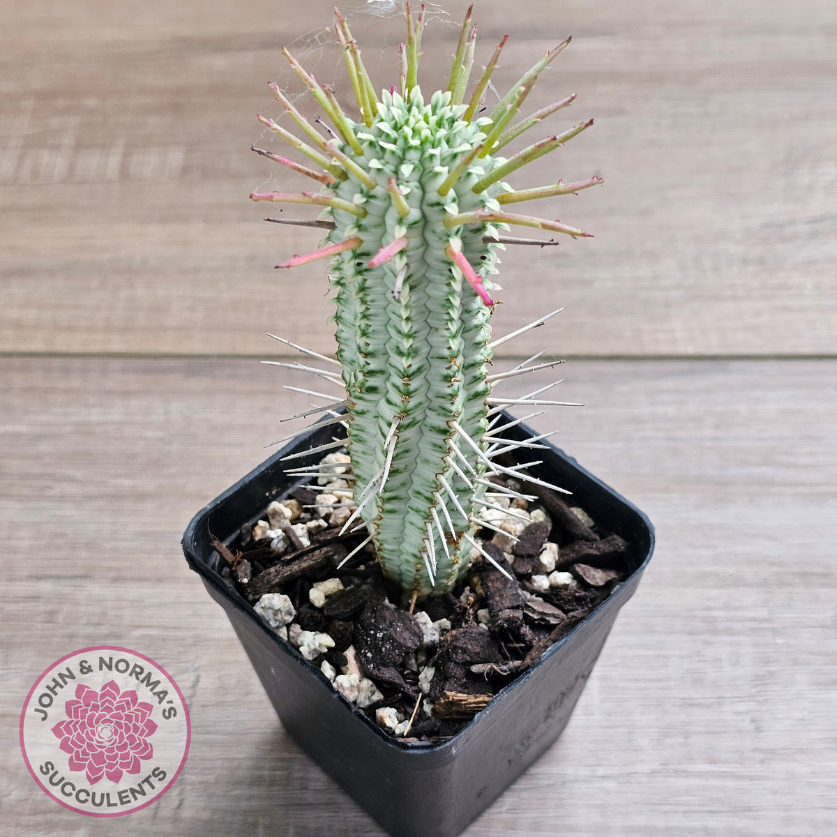 Variegated Corn Cob Cactus