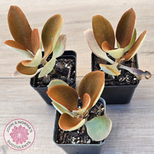 Load image into Gallery viewer, Kalanchoe &#39;Copper Spoons&#39;
