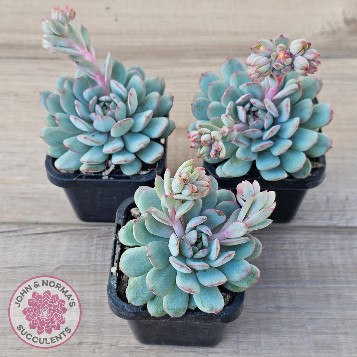 Echeveria 'Robin'