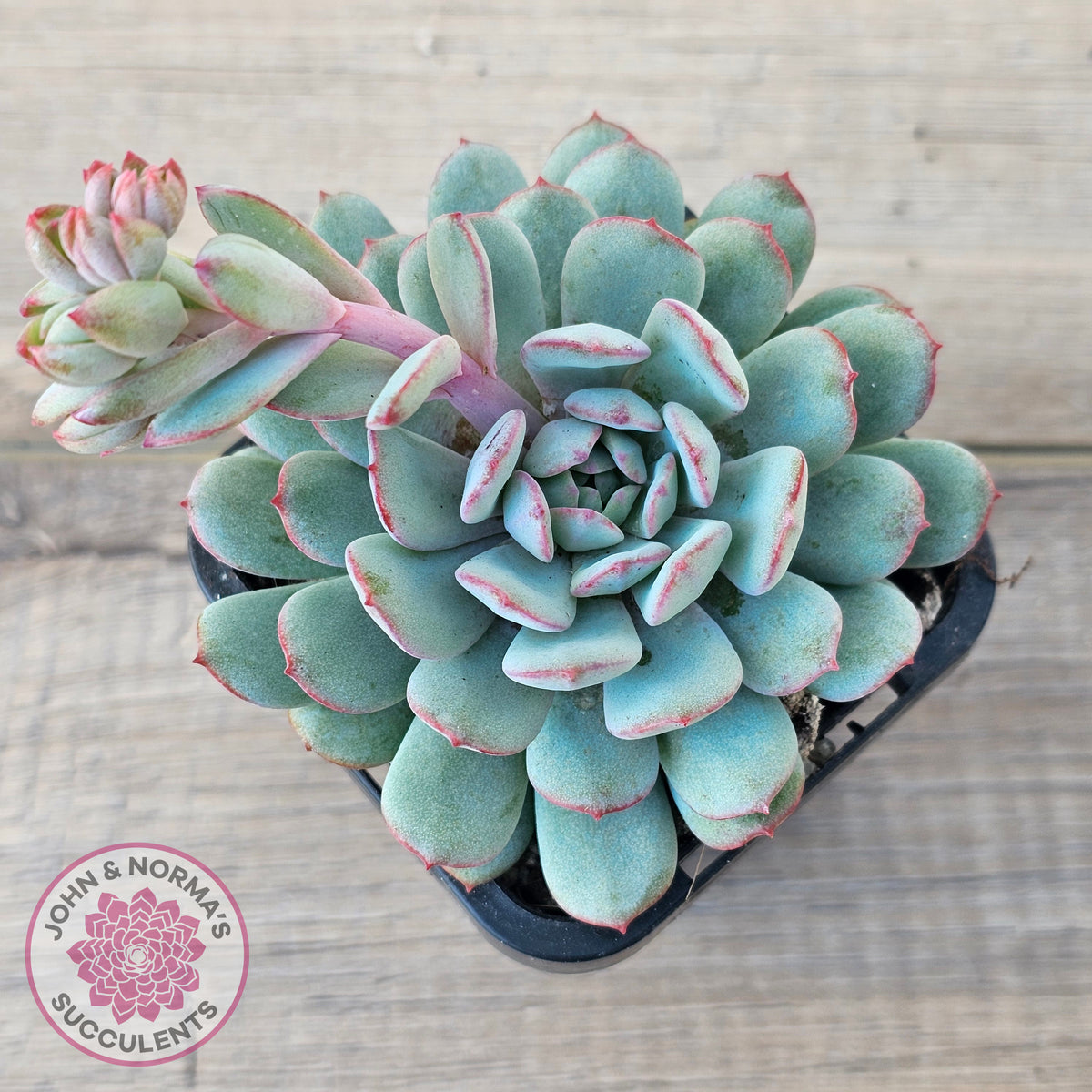 Echeveria 'Robin'