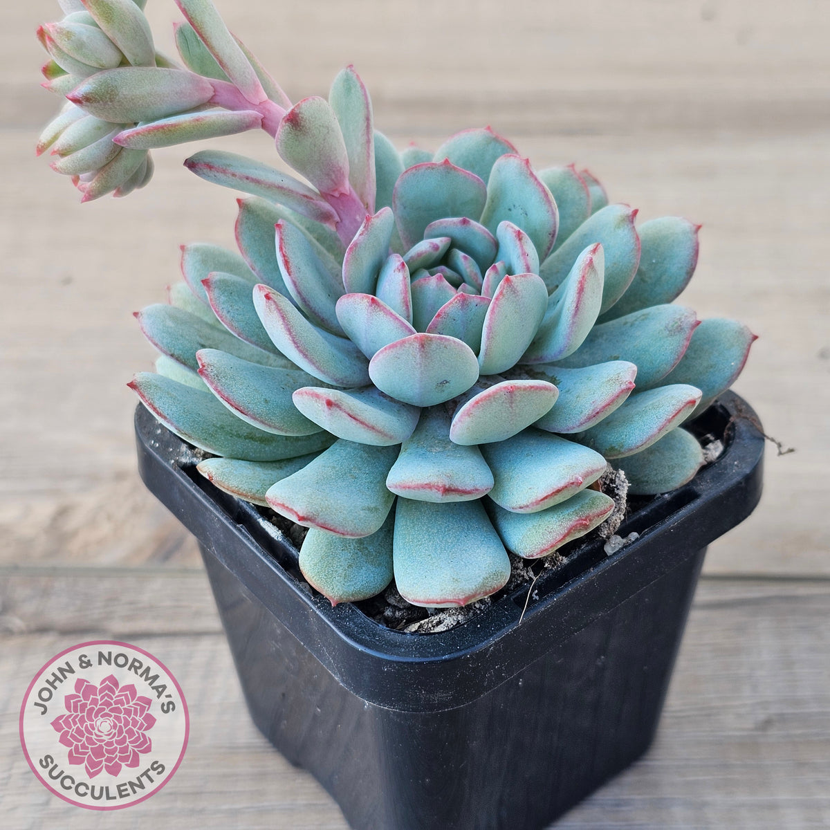 Echeveria 'Robin'