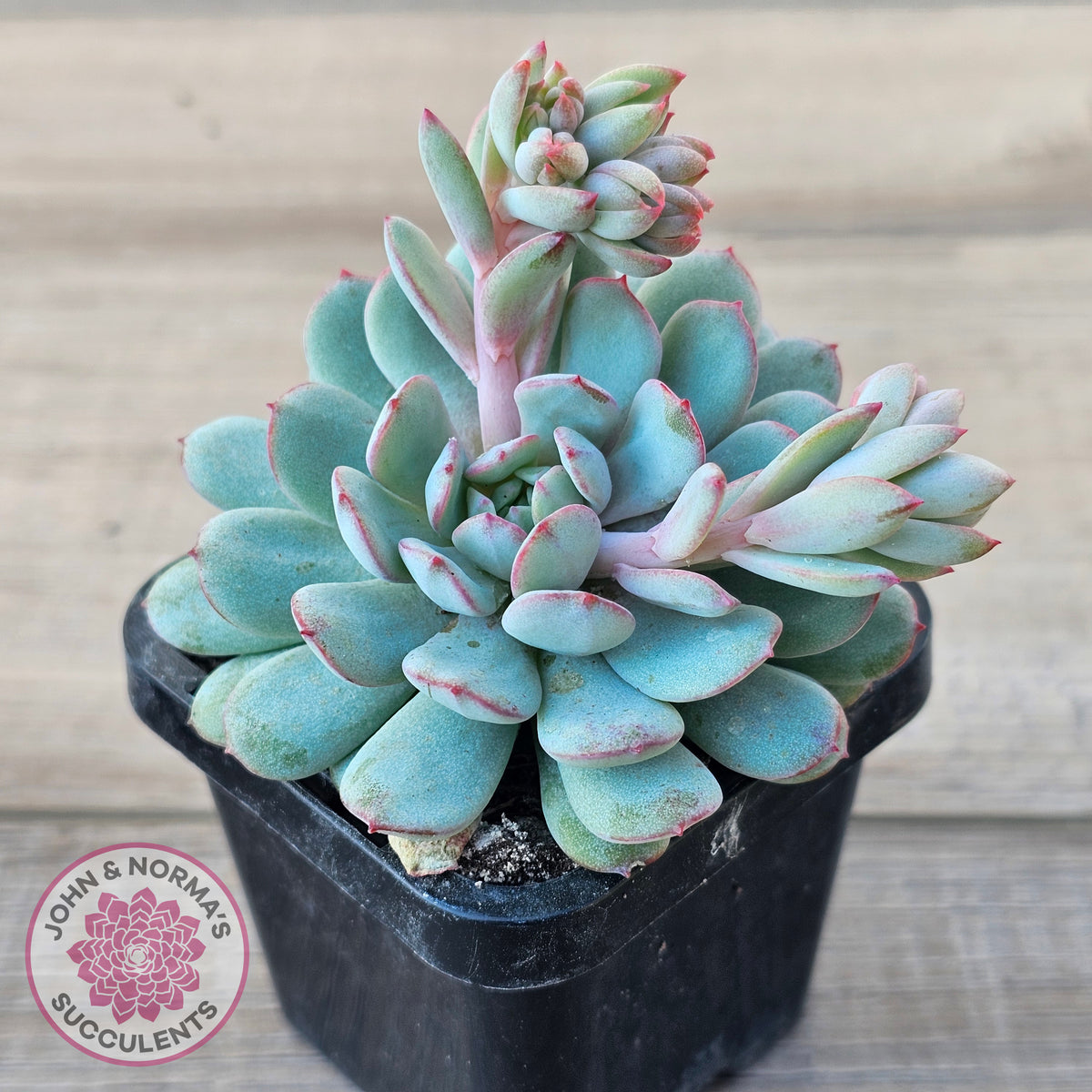 Echeveria 'Robin'