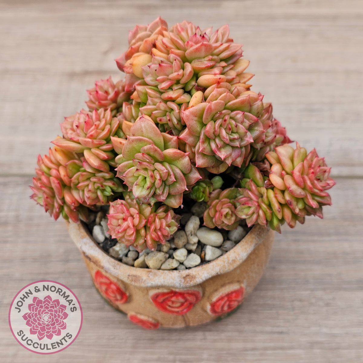 Sedeveria 'Rolly'