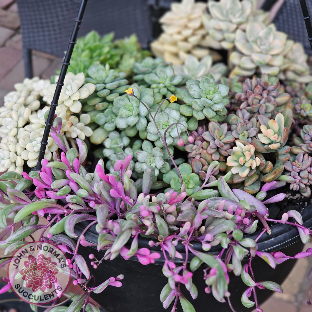 opal succulent plant Buy Othonna capensis variegated 'Opal Necklace' Australia