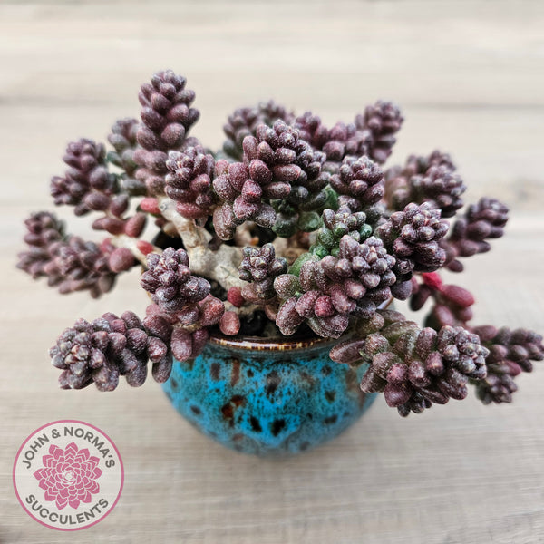 Buy Sedum furfuraceum Australia
