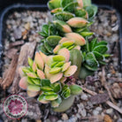 Crassula lanuginosa var. pachystemon 'David' Variegated