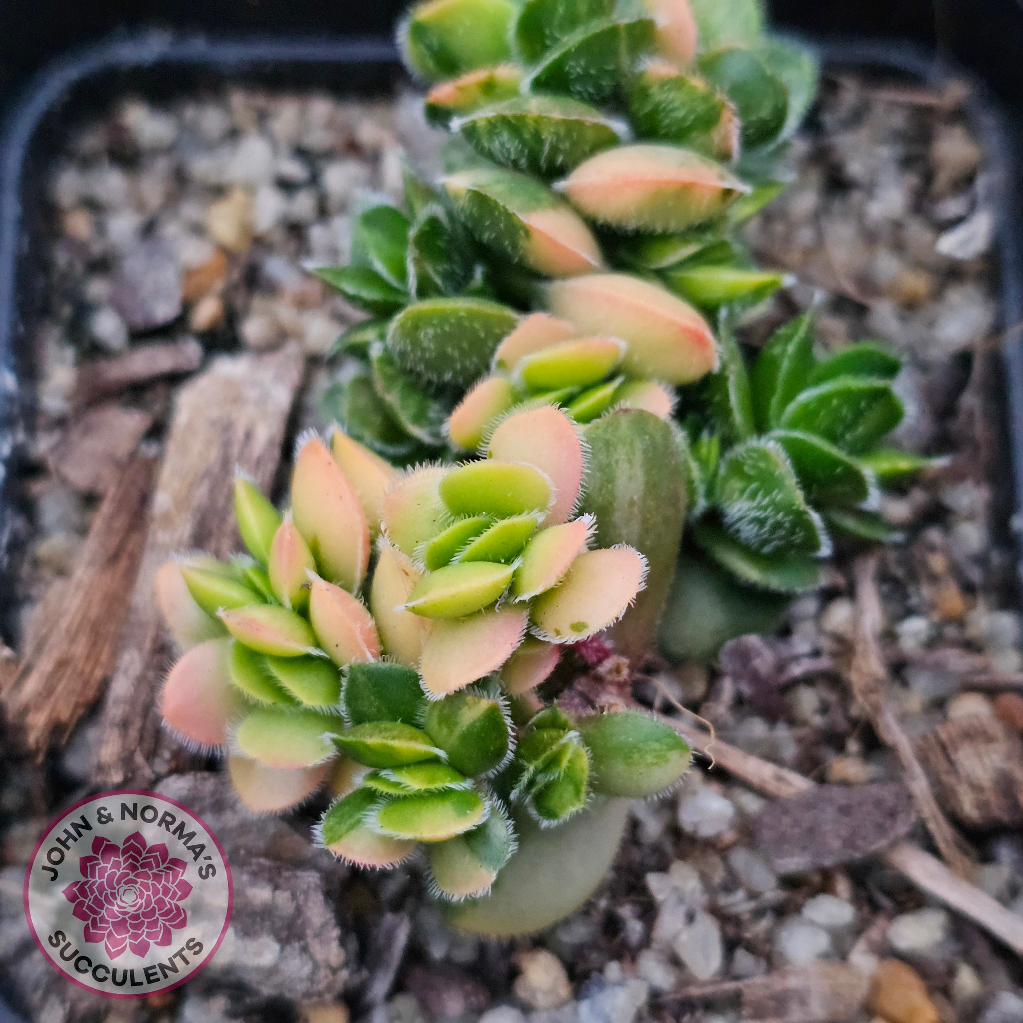 crassula david succulent Buy Crassula lanuginosa var. pachystemon 'David' Variegated Australia