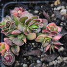Crassula lanuginosa var. pachystemon 'David' Variegated