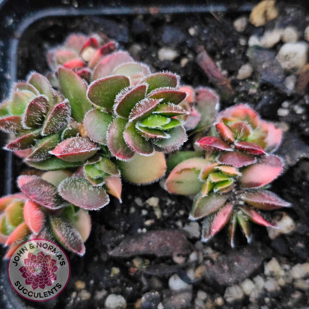 Crassula lanuginosa var. pachystemon 'David' Variegated