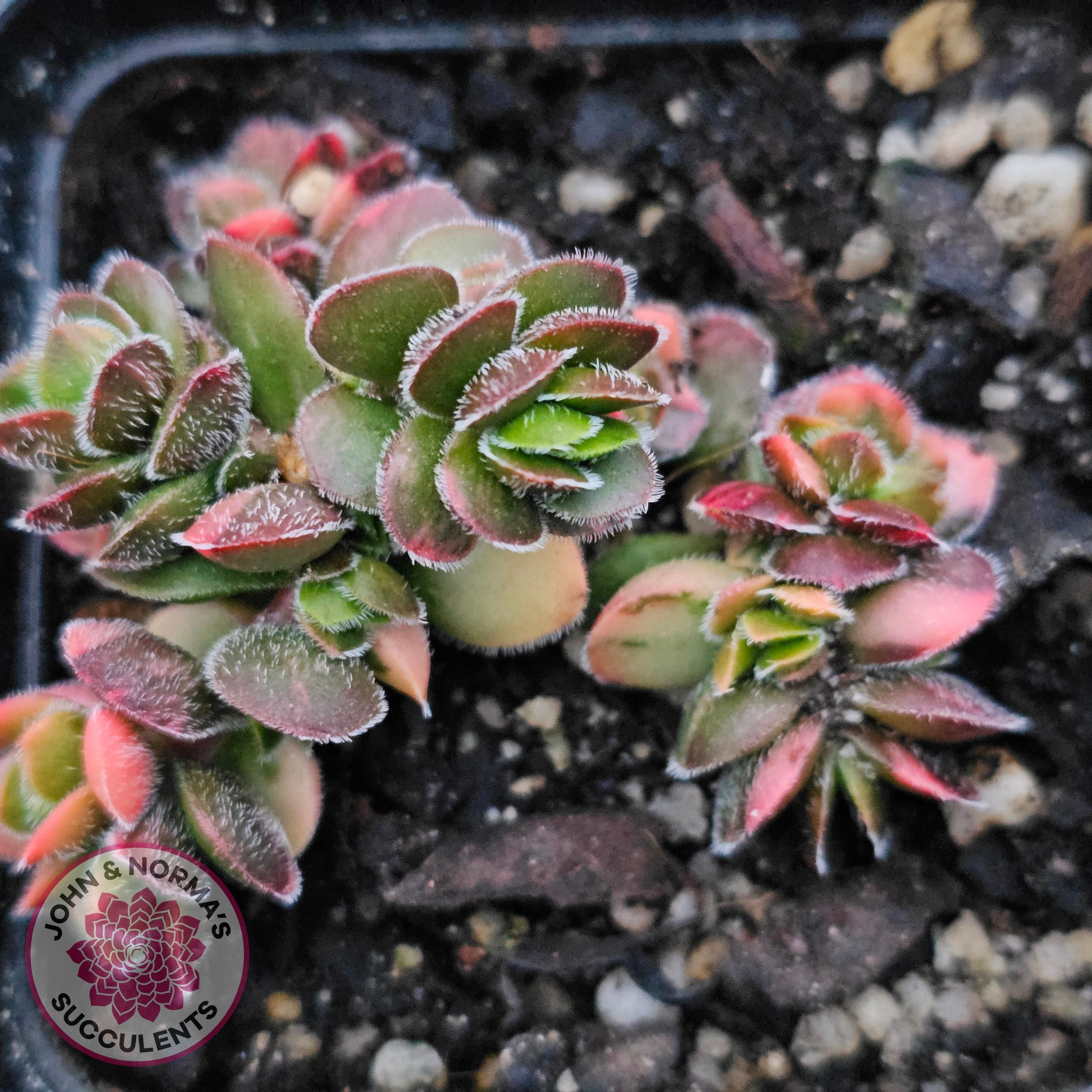 crassula david succulent Buy Crassula lanuginosa var. pachystemon 'David' Variegated Australia