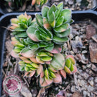 Crassula lanuginosa var. pachystemon 'David' Variegated