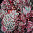 Echeveria 'Ratam' Crest
