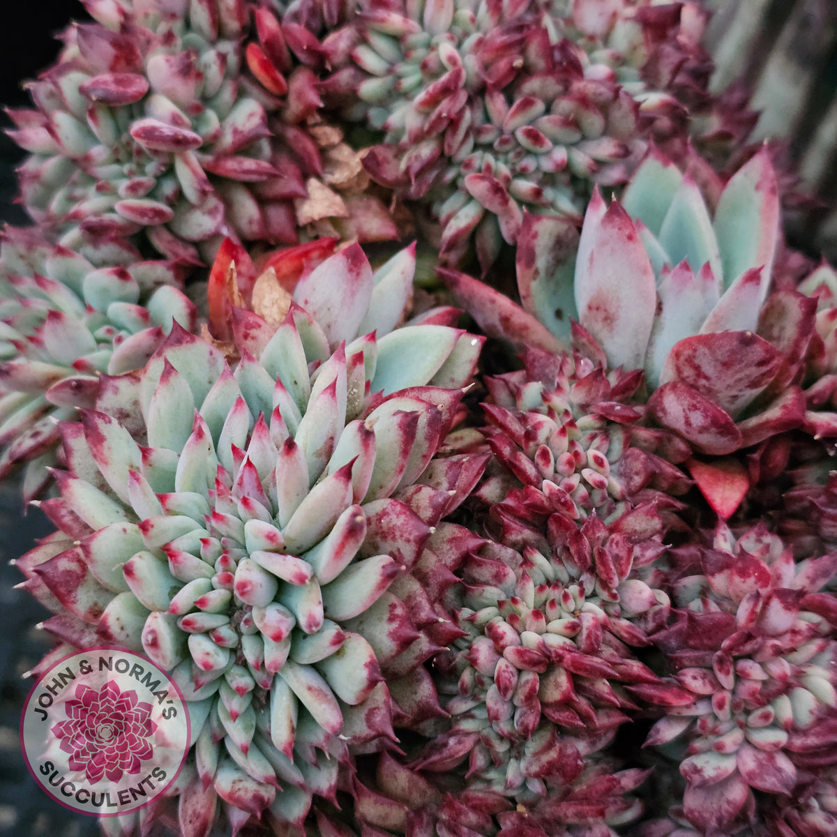 Echeveria 'Ratam' Crest