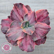 Load image into Gallery viewer, Echeveria &#39;Red Phoenix&#39; Variegated

