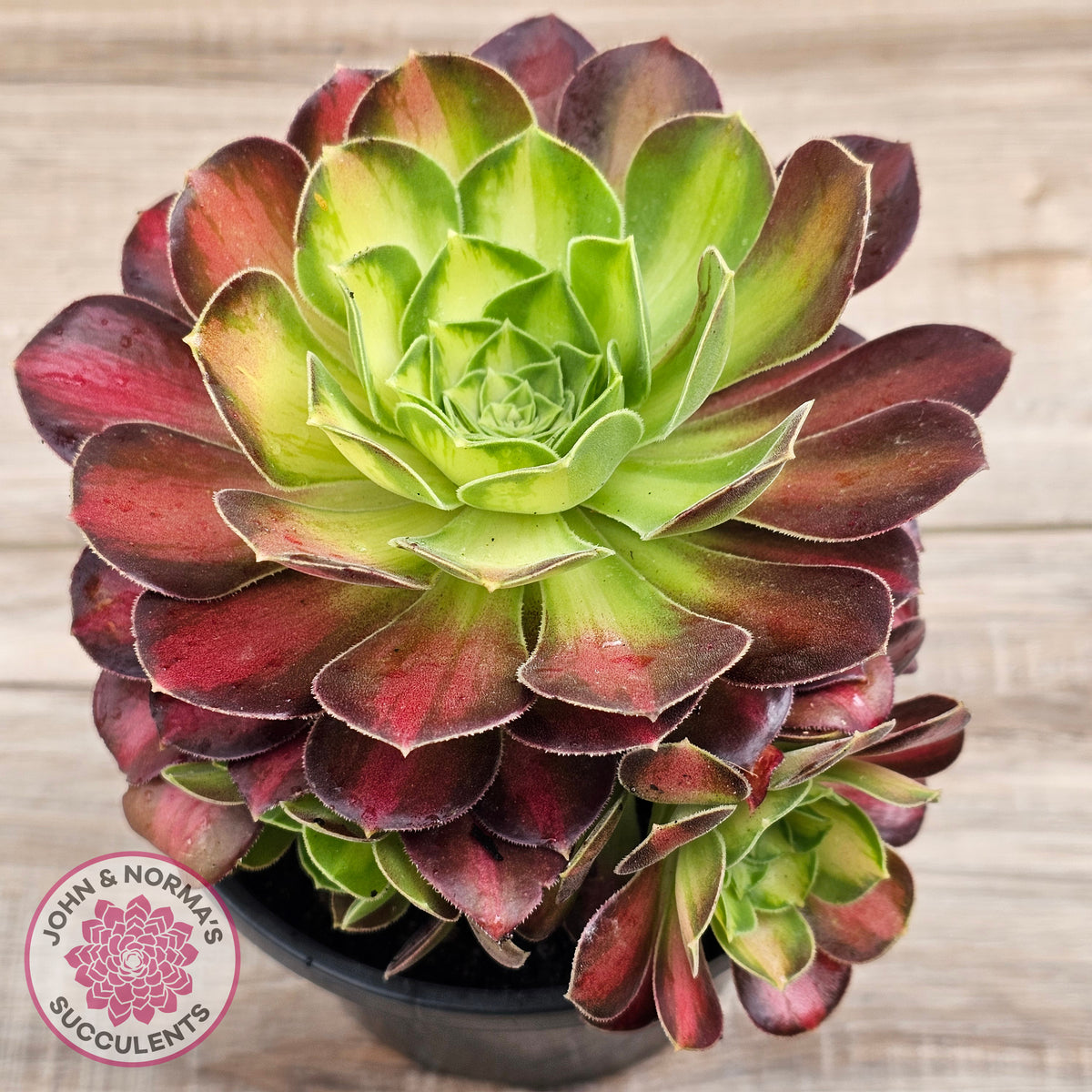 Aeonium 'Shaohua'
