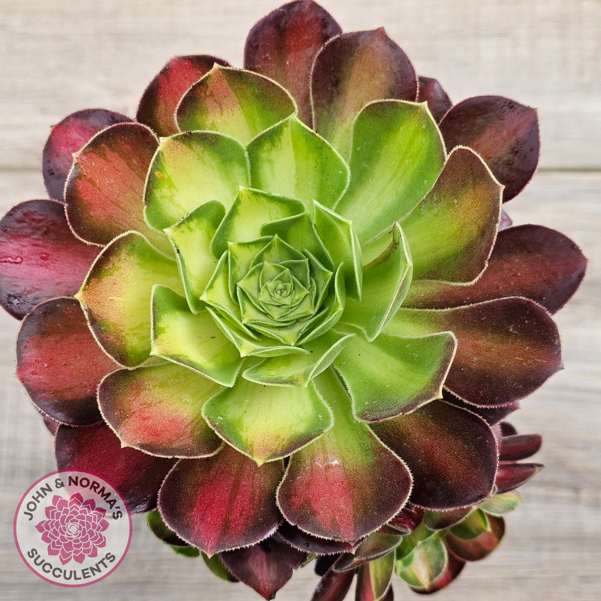Aeonium 'Shaohua'
