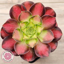 Load image into Gallery viewer, Aeonium &#39;Shaohua&#39;

