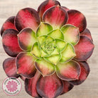 Aeonium 'Shaohua'